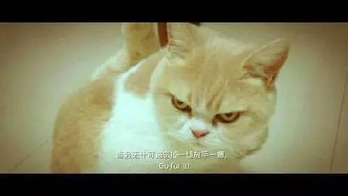 假如咪蒙、黎貝卡和六神磊磊一起辦公，會(huì)是什么景象？